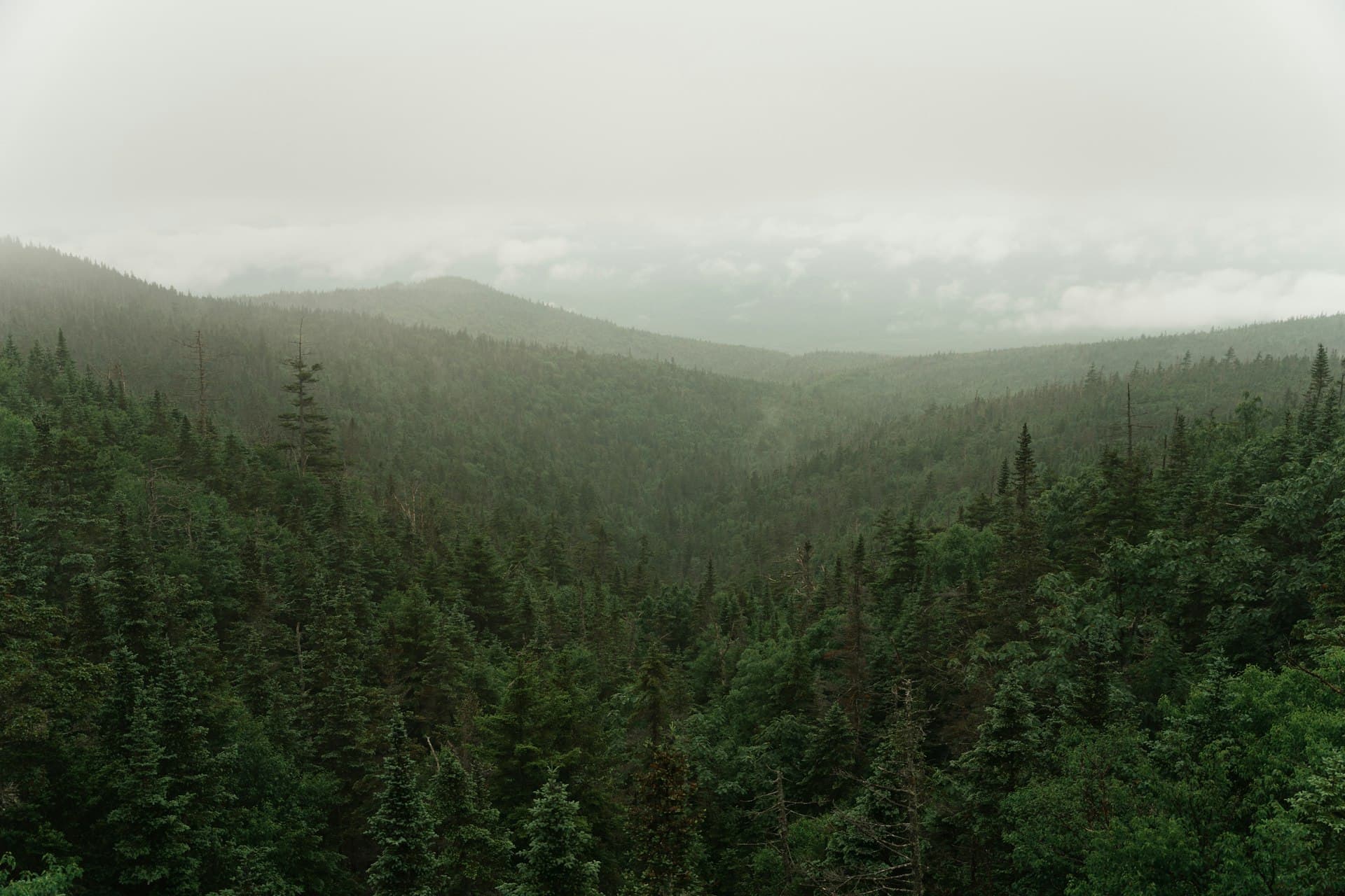 Green trees on mountain under white sky